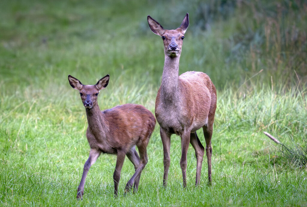 Germany Wildlife
